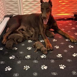 Red Male - Red and rust male Doberman Pinscher puppy in North Judson, Indiana from Stalaris Dobermans
