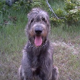 Irish Wolfhounds from Cu Caiseal Irish Wolfhounds