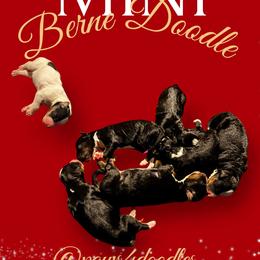 Pick6 - Tri-color male Bernedoodle puppy in Henrico, Virginia from Paws 4 Doodles, LLC