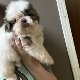 Peanut - Black and white female Shih Tzu puppy in Double Springs, Alabama from Little Friends Kennel