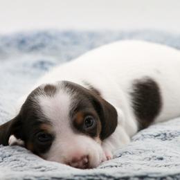 Male 1 - Chocolate and tan male Dachshund puppy in Childress, Texas from Taylor Farms