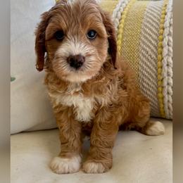 Zircon - Red male Australian Labradoodle puppy in Sacramento, California from Delta Breeze Labradoodles