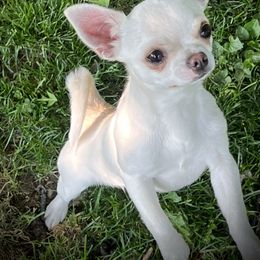 Keanu - Chihuahua puppy in Indianapolis, Indiana from Sun Rize chihuahuas