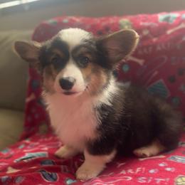 Male 3 - Black and tan male Pembroke Welsh Corgi puppy in Hueytown, Alabama from AAA Corgis