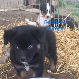 Australian Shepherd Puppies from BellaHara