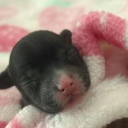 Maki - Black and white male Chinese Crested puppy in Dublin, California from Show Style Chinese Cresteds
