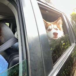 Siberian Husky Puppies from Milly's Showline Pets