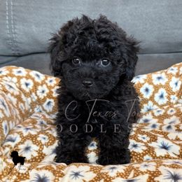 Silver Girl - Silver female Poodle puppy in Providence Village, Texas from C & C Texas Toy Poodles
