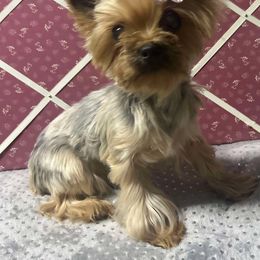 Lisa - Yorkshire Terrier