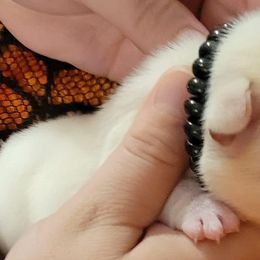 Bulldog and French Bulldog Puppies from Eclipse Bulldogs