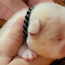 Bulldog and French Bulldog Puppies from Eclipse Bulldogs
