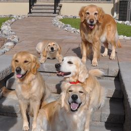 Golden Retrievers from Jacaranda Golden Retrievers