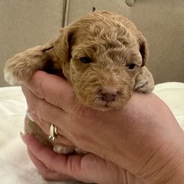 Assorted Doodle Crosses Puppies from Kovalenko Poodles
