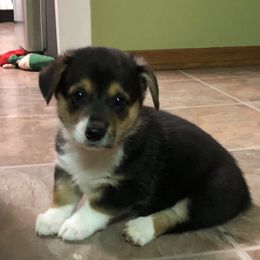 Pembroke Welsh Corgi Puppies from Western Star Corgis