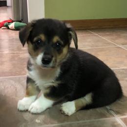 Pembroke Welsh Corgi Puppies from Western Star Corgis