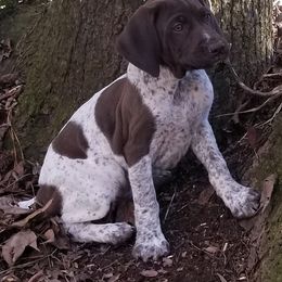 German Shorthaired Pointers from LaDoga Pointers