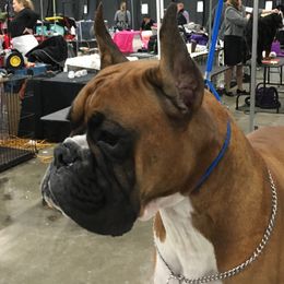 Boxer All Grown Up from Tammy Davison