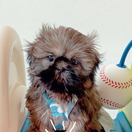 Shih Tzu Puppies from Arizona Sunrise Shih Tzus