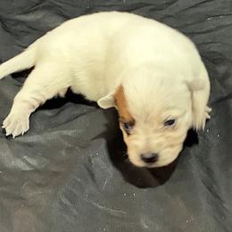 L65-07 - Red speckled male Australian Cattle Dog puppy in Sheridan, Oregon from 6pk Cattledogs