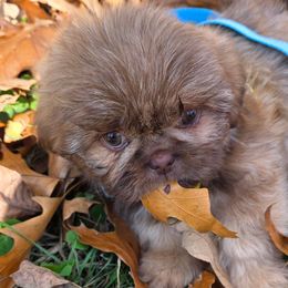 Baz (Bramble) - Chocolate male Shih Tzu puppy in Brighton, Missouri from Morningstar's Shih Tzu