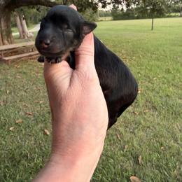 Tennessee - Salt and pepper male Miniature Schnauzer puppy in Silver Creek, Mississippi from Mamie’s Minis, LLC