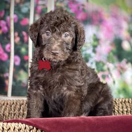 Labradoodle and Poodle Puppies from Secret Society Exotics