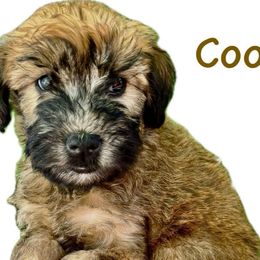 Cooper - Soft Coated Wheaten Terrier puppy from Valleydayle Doodles and Wheatens