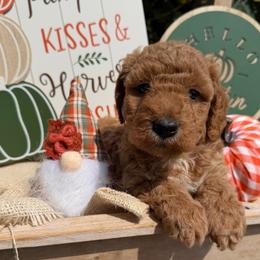 Forest (Mini Size - We have to your door delivery available) - Gold male Bordoodle puppy in Canfield, Ohio from Poo's Doo's & Inu's