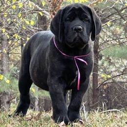 Beaver Creeks Pink Girl - Brindle female Mastiff puppy in Millport, Alabama from Beaver Creek Mastiffs