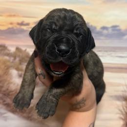 Ziti - Brindle male Great Dane puppy in Lehigh Acres, Florida from Florida Wrinkles
