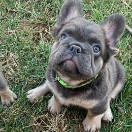 Chewbacca - French Bulldog puppy in Dallas, Texas from Stidham Family Kennels