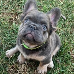 Chewbacca - French Bulldog puppy in Dallas, Texas from Stidham Family Kennels