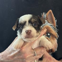 Puppy 3 - Chocolate and tan female Yorkshire Terrier puppy in Elizabeth, Indiana from Dwayne’s Yorkshire Terriers