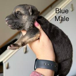 Blue HC - Black and tan male German Shepherd puppy in Terra Alta, West Virginia from Shepherd Country Farm and Kennels