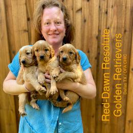Golden Retriever Puppies from Red-Dawn