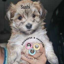 Havanese puppies from Havanese Havaton Pups