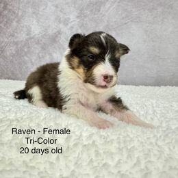 “Raven” - Shetland Sheepdog puppy from Double Dare Shelties