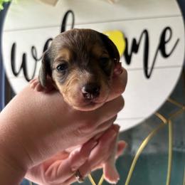 Clover - Dapple female Dachshund puppy in Jacksonville, North Carolina from Lizzie’s Doxies