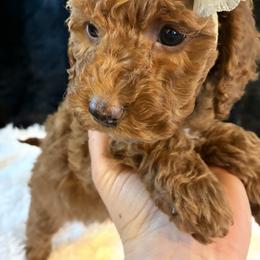 Ice - Red and white female Cockapoo puppy in Adrian, Oregon from ApplebyFarm