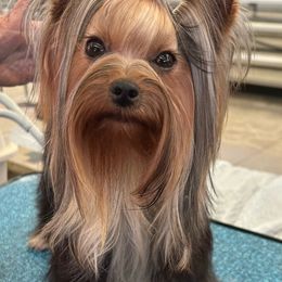 Apple - Yorkshire Terrier