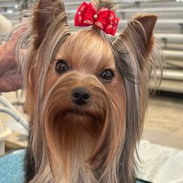 Apple - Yorkshire Terrier