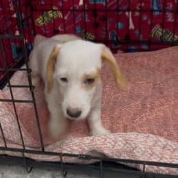 Boy 1 - Piebald male Dachshund puppy in Spokane, Washington from Dearhaven Doxie