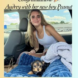 Biewer Terrier and Yorkshire Terrier Puppies from Southeast Biewers