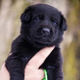 Green collar - Black female German Shepherd puppy in Prospect, Connecticut from Di Massimo Canile