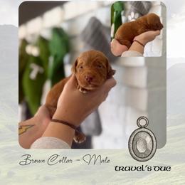 Travels Due - Brown Collar - Red  male Goldendoodle puppy in Garland, Texas from Twilight Doodles