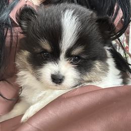 Lennox - Tri-colored male Pomeranian puppy in Bayonne, New Jersey from Pomeranian Dream