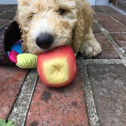 Goldendoodle Puppies from Lu Doodles