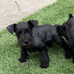 Michael - Black male Miniature Schnauzer puppy in Peoria, Illinois from CKM Miniature Schnauzers