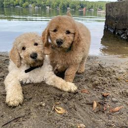 Goldendoodle Puppies from Mermaids Lair Doodles