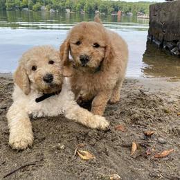 Goldendoodle Puppies from Mermaids Lair Doodles